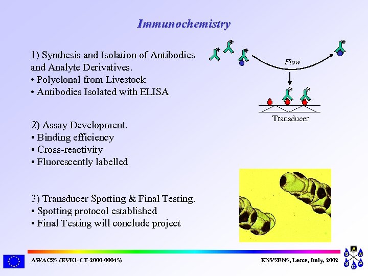 Immunochemistry 2) Assay Development. • Binding efficiency • Cross-reactivity • Fluorescently labelled * Flow