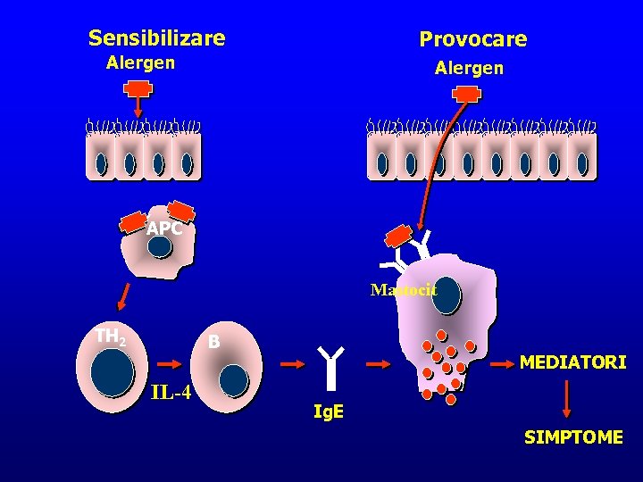 Sensibilizare Provocare Alergen APC Mastocit TH 2 B IL-4 MEDIATORI Ig. E SIMPTOME 