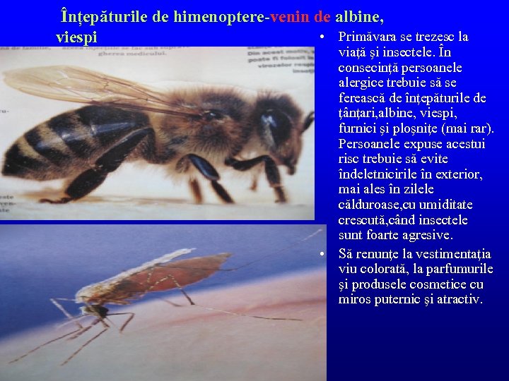  Înțepăturile de himenoptere-venin de albine, viespi • Primăvara se trezesc la viaţă şi