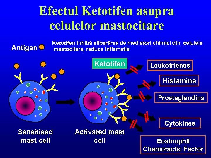 Efectul Ketotifen asupra celulelor mastocitare Antigen Ketotifen inhibă eliberărea de mediatori chimici din celulele