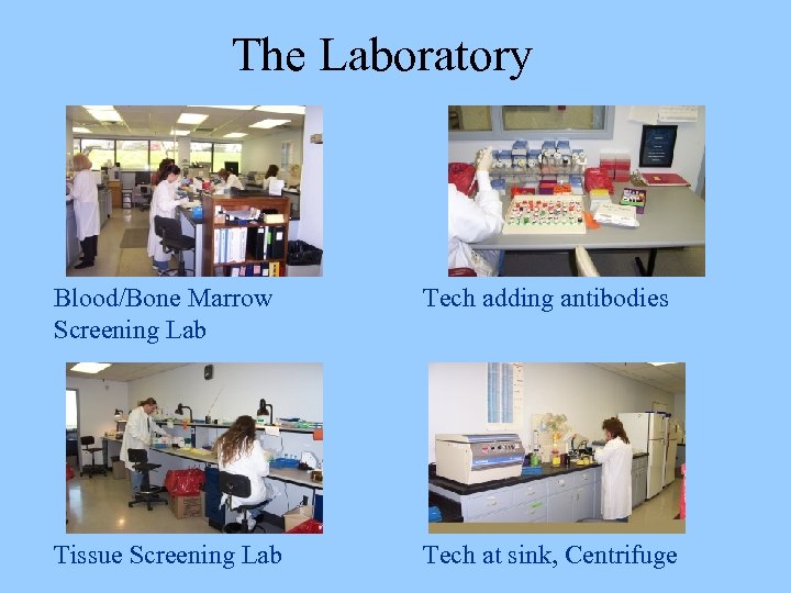 The Laboratory Blood/Bone Marrow Screening Lab Tech adding antibodies Tissue Screening Lab Tech at