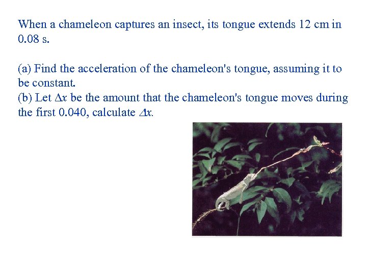 When a chameleon captures an insect, its tongue extends 12 cm in 0. 08