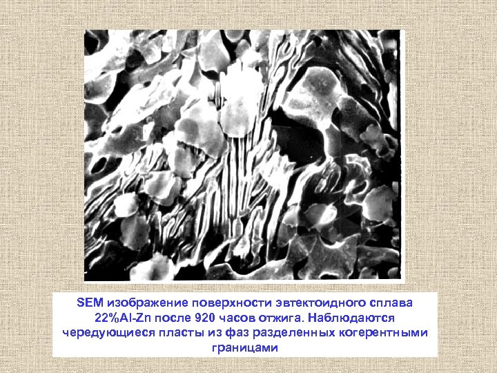 SEM изображение поверхности эвтектоидного сплава 22%Al-Zn после 920 часов отжига. Наблюдаются чередующиеся пласты из