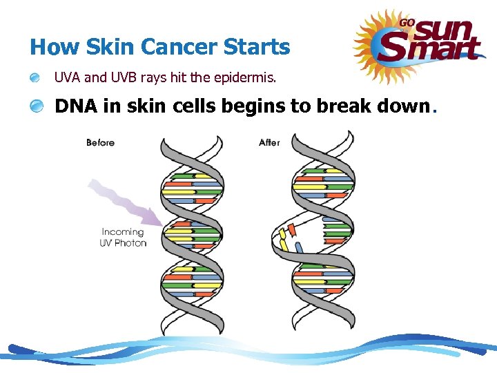 How Skin Cancer Starts UVA and UVB rays hit the epidermis. DNA in skin