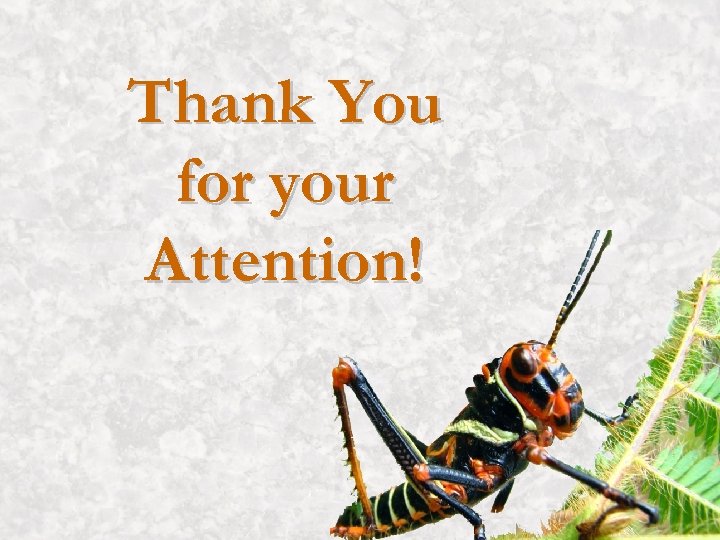 Thank You for your Attention! 