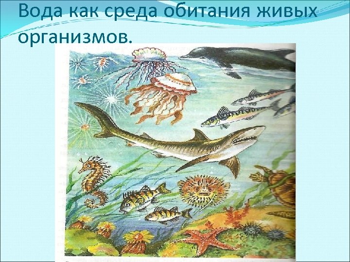 Водная среда картинки