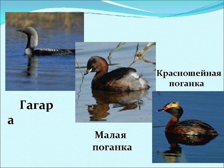 Красношейная поганка а Гагар Малая поганка 