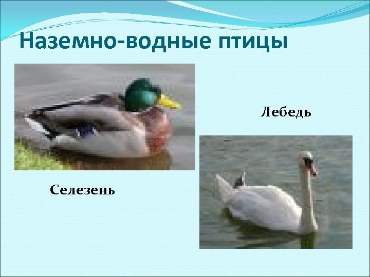 Наземно-водные птицы Лебедь Селезень 