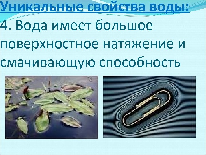 Уникальные свойства воды: 4. Вода имеет большое поверхностное натяжение и смачивающую способность 