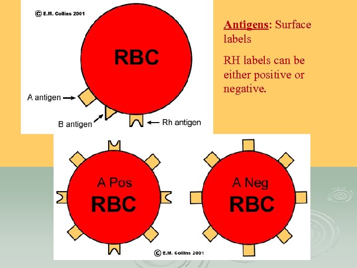 Antigens: Surface labels RH labels can be either positive or negative. 
