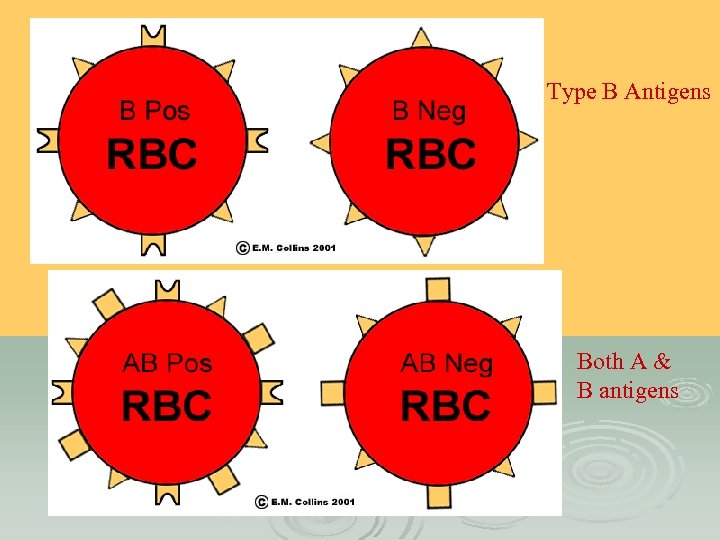 Type B Antigens Both A & B antigens 
