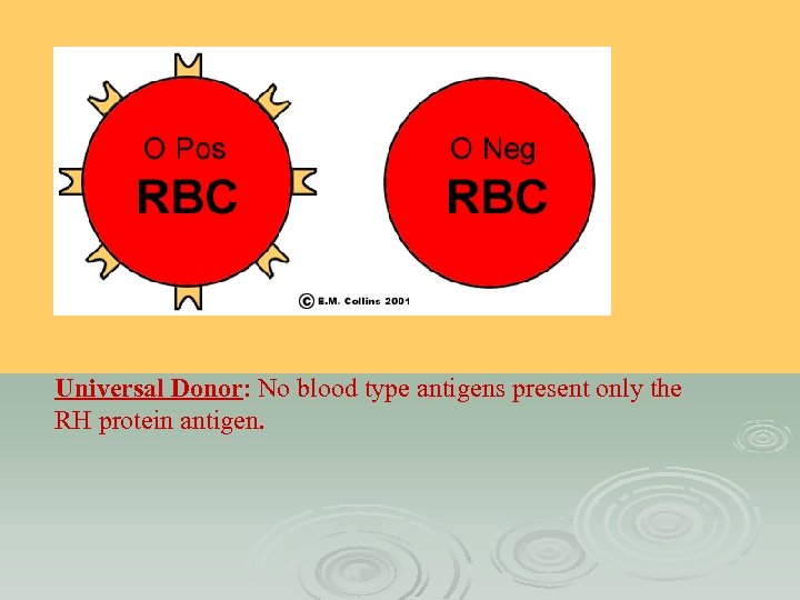 Universal Donor: No blood type antigens present only the RH protein antigen. 