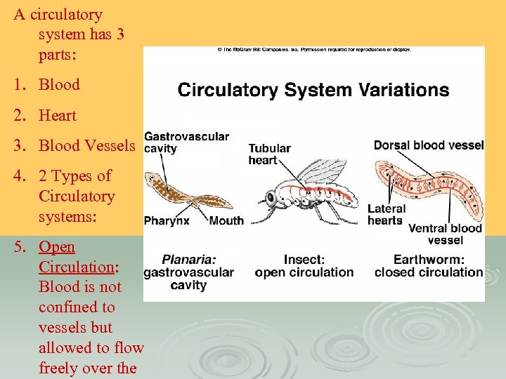 A circulatory system has 3 parts: 1. Blood 2. Heart 3. Blood Vessels 4.