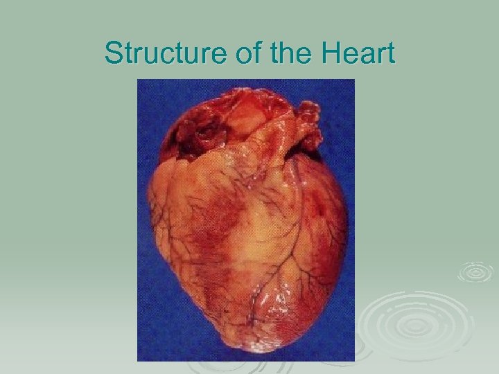 Structure of the Heart 