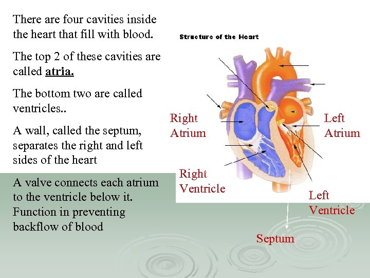 There are four cavities inside the heart that fill with blood. The top 2