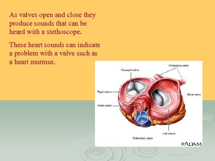 As valves open and close they produce sounds that can be heard with a