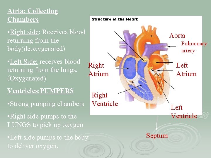 Atria: Collecting Chambers • Right side: Receives blood returning from the body(deoxygenated) Aorta Pulmonary