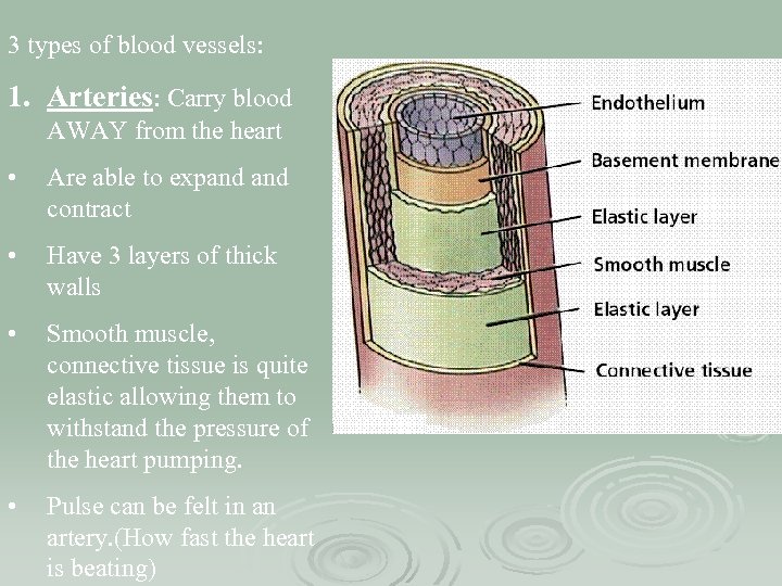 3 types of blood vessels: 1. Arteries: Carry blood AWAY from the heart •