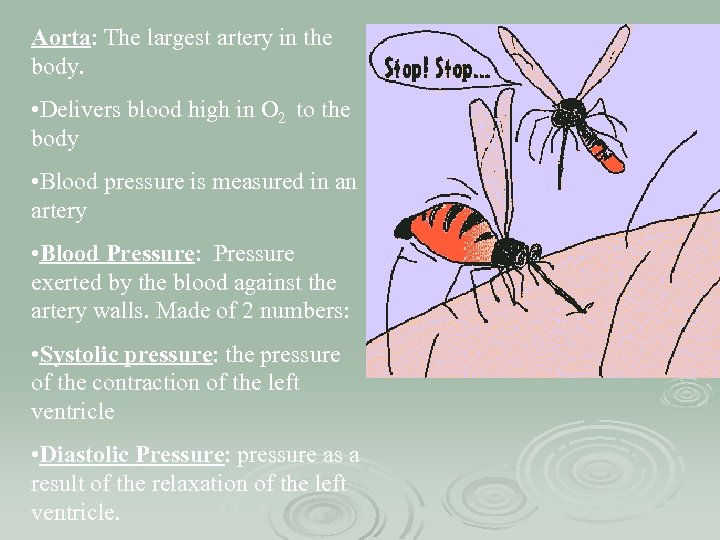 Aorta: The largest artery in the body. • Delivers blood high in O 2