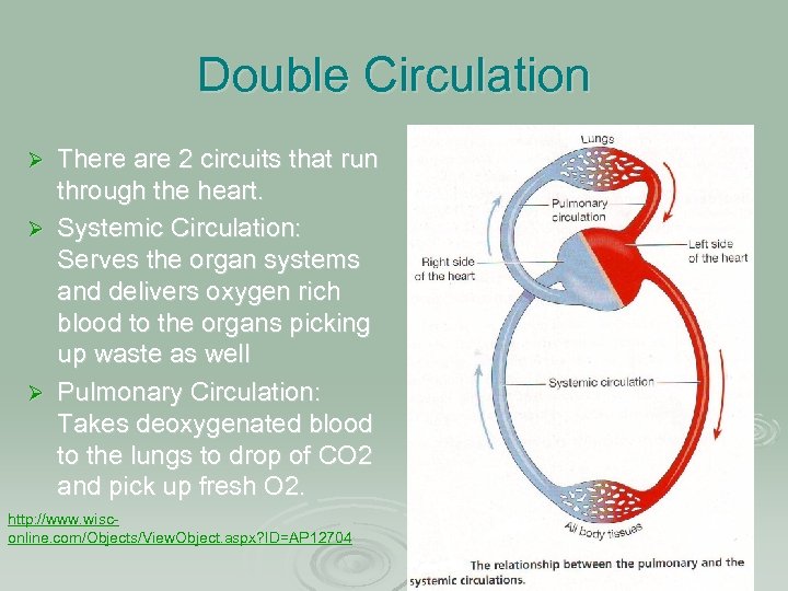 Double Circulation There are 2 circuits that run through the heart. Ø Systemic Circulation: