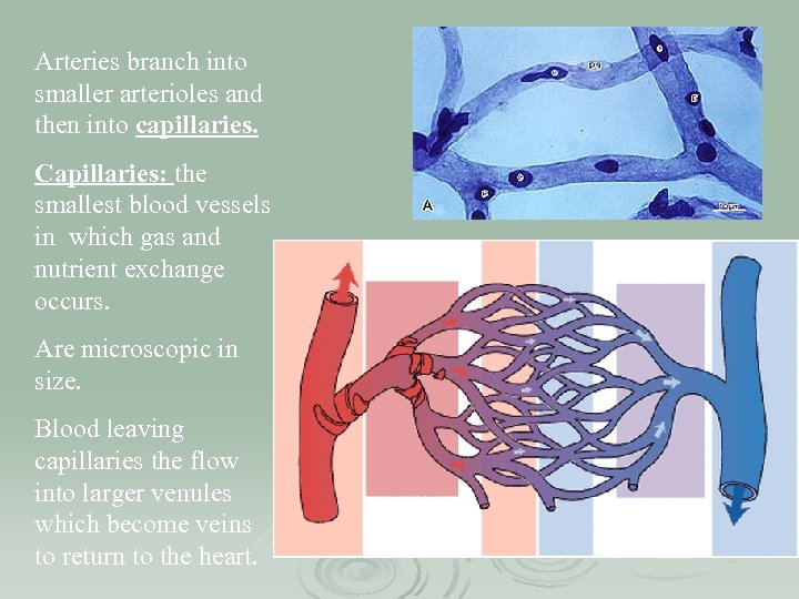 Arteries branch into smaller arterioles and then into capillaries. Capillaries: the smallest blood vessels