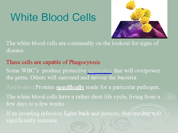 White Blood Cells The white blood cells are continually on the lookout for signs