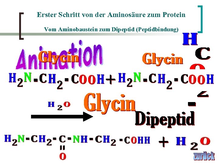 Erster Schritt von der Aminosäure zum Protein Vom Aminobaustein zum Dipeptid (Peptidbindung) 