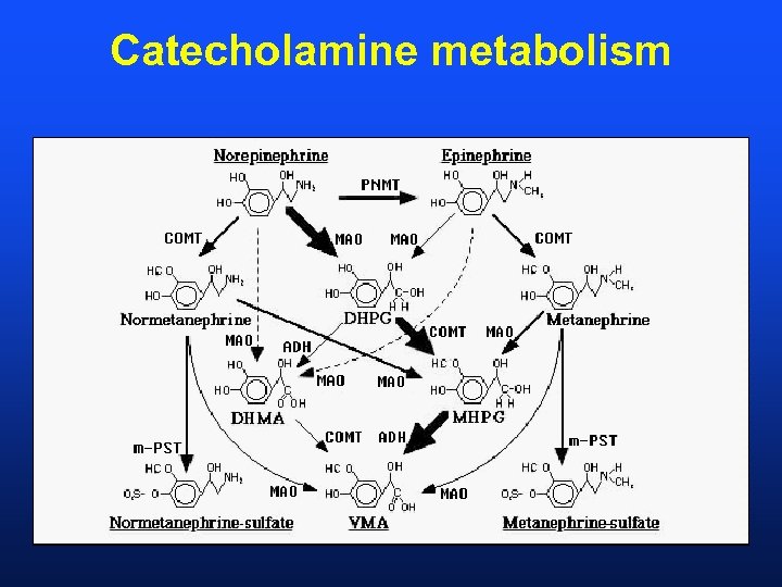 Catecholamine metabolism 