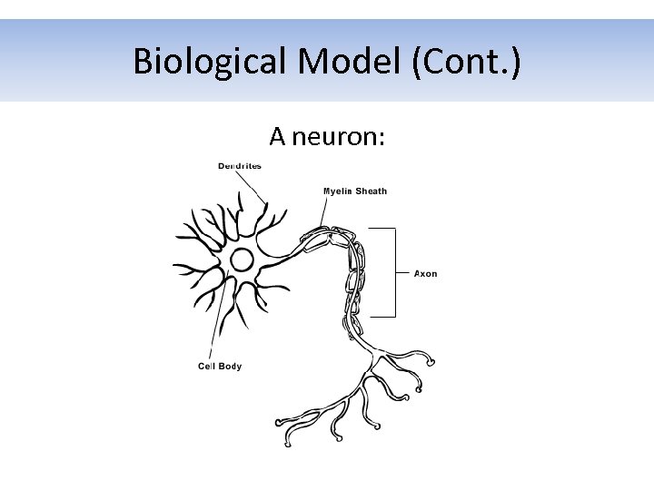 Biological Model (Cont. ) A neuron: 