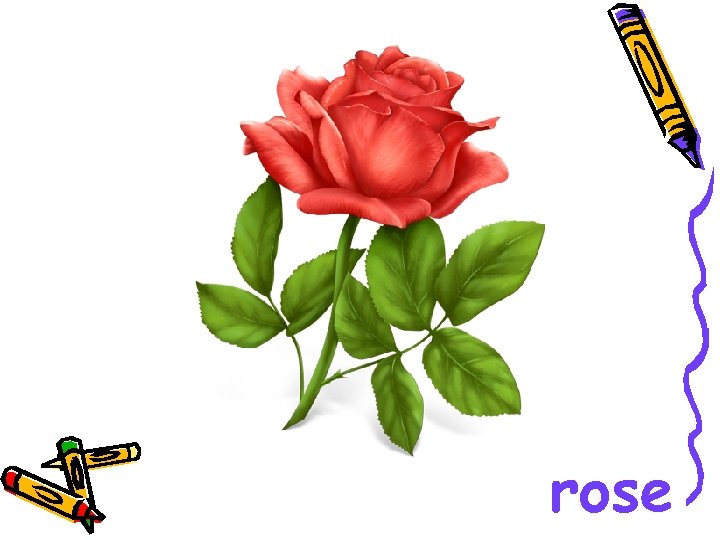 rose 