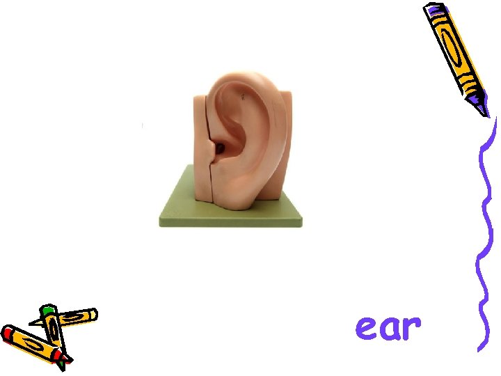 ear 