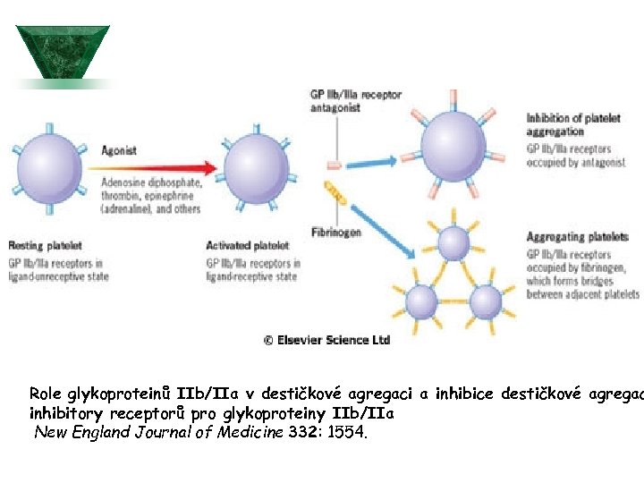  Role glykoproteinů IIb/IIa v destičkové agregaci a inhibice destičkové agregac inhibitory receptorů pro