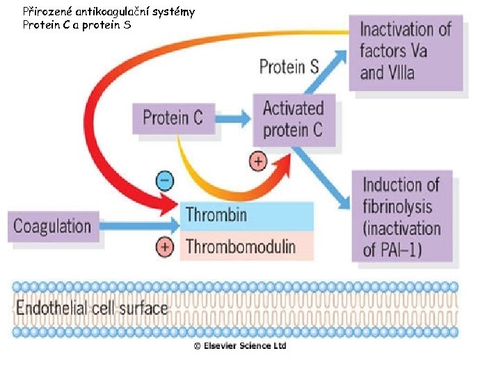 Přirozené antikoagulační systémy Protein C a protein S 