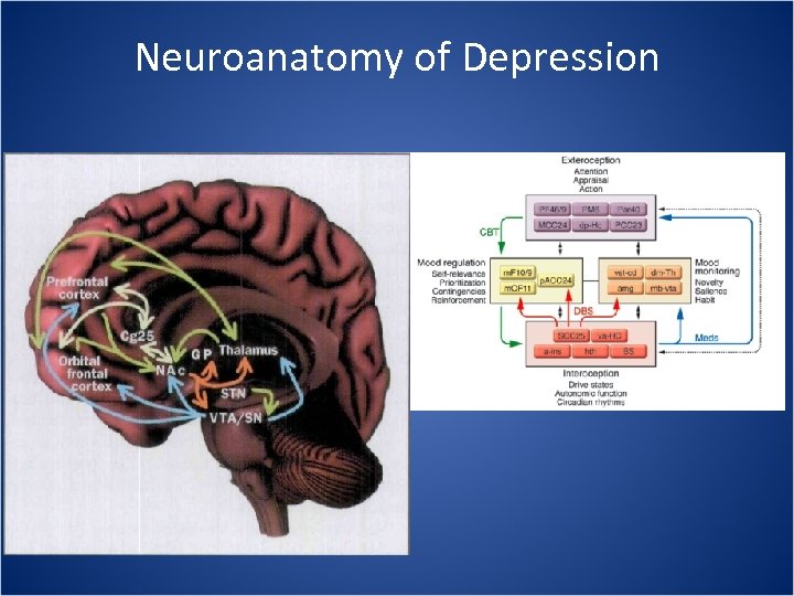 Neuroanatomy of Depression 