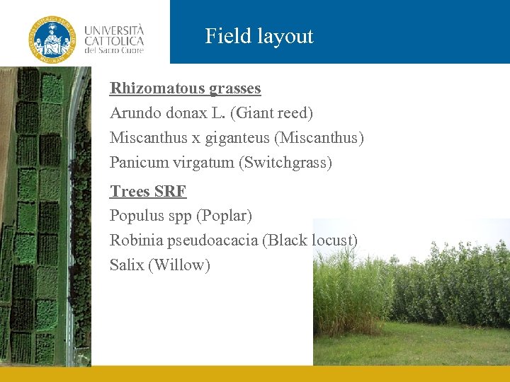 Field layout Rhizomatous grasses Arundo donax L. (Giant reed) Miscanthus x giganteus (Miscanthus) Panicum