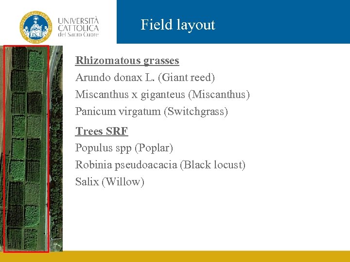 Field layout Rhizomatous grasses Arundo donax L. (Giant reed) Miscanthus x giganteus (Miscanthus) Panicum