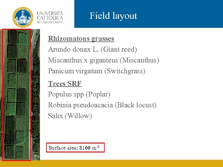 Field layout Rhizomatous grasses Arundo donax L. (Giant reed) Miscanthus x giganteus (Miscanthus) Panicum