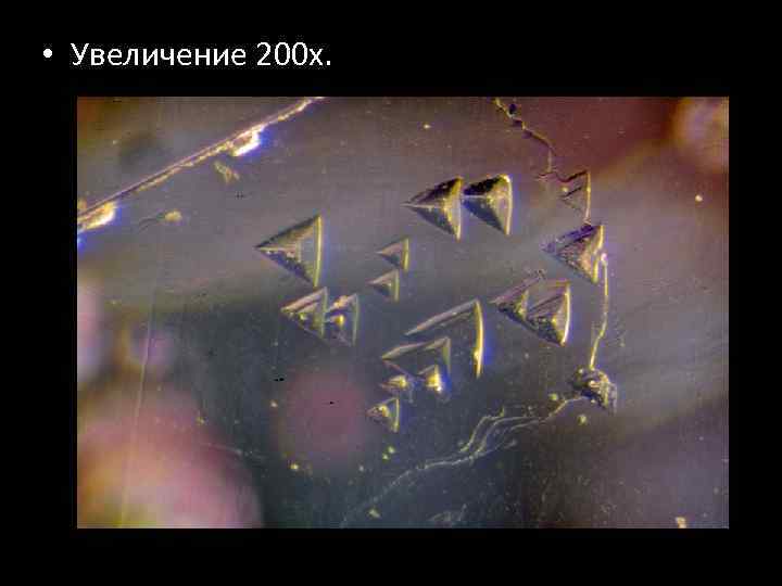  • Увеличение 200 х. 