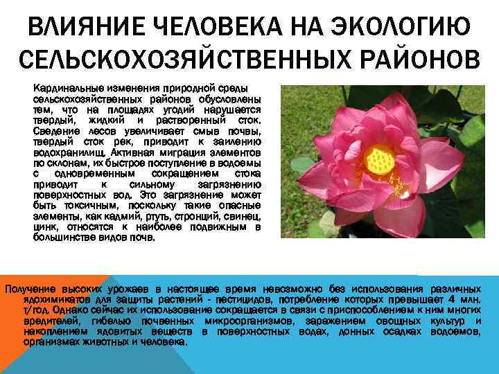 ВЛИЯНИЕ ЧЕЛОВЕКА НА ЭКОЛОГИЮ СЕЛЬСКОХОЗЯЙСТВЕННЫХ РАЙОНОВ Кардинальные изменения природной среды сельскохозяйственных районов обусловлены тем,