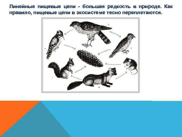 Линейные пищевые цепи - большая редкость в природе. Как правило, пищевые цепи в экосистеме