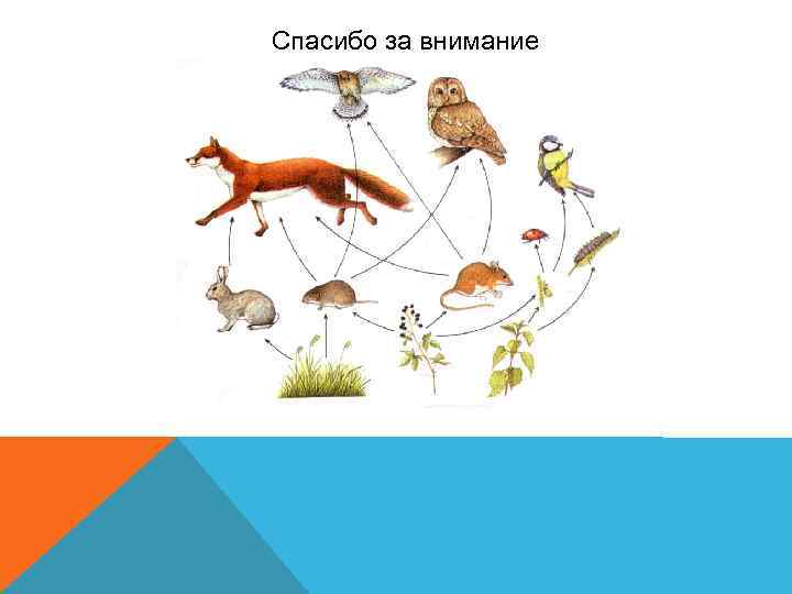 Спасибо за внимание 