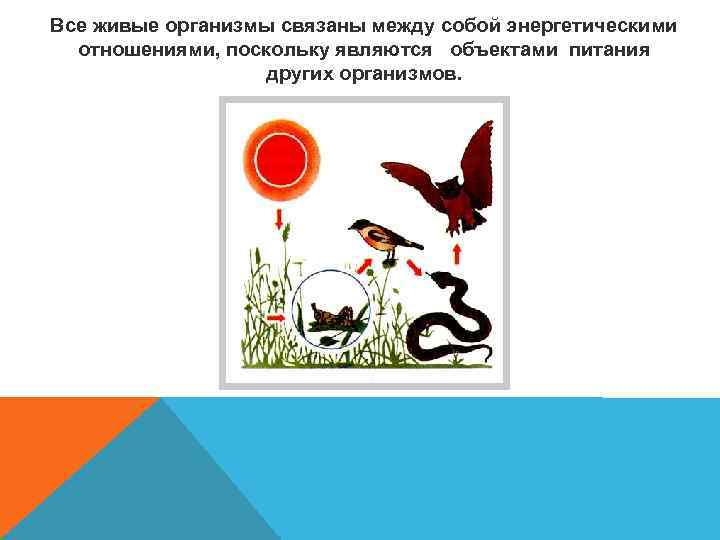 Все живые организмы связаны между собой энергетическими отношениями, поскольку являются объектами питания других организмов.