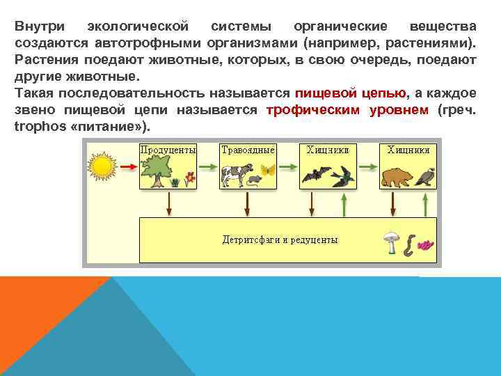 Органических веществ в экосистемах. Внутри экологической системы органические вещества создаются. Пищевая цепь из органического вещества. Каждое звено пищевой цепи называют. Вещества в пищевых цепях.