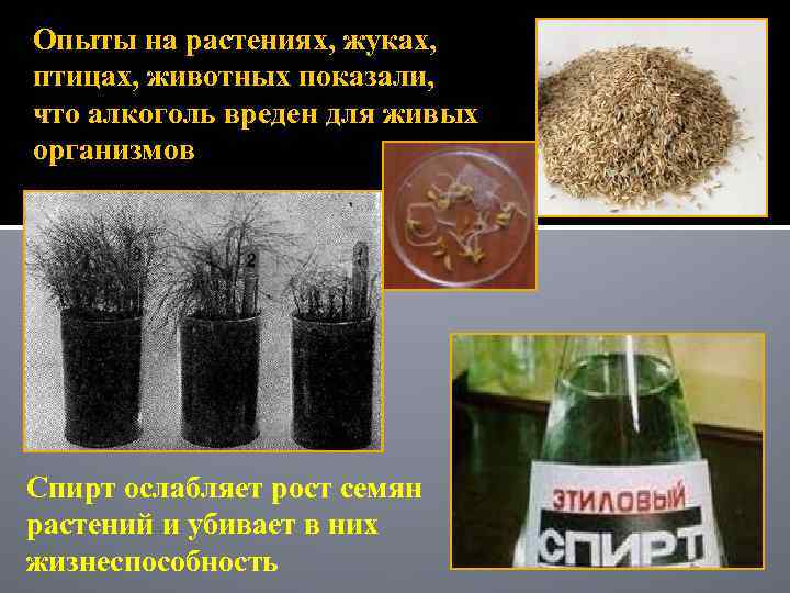 Опыты на растениях, жуках, птицах, животных показали, что алкоголь вреден для живых организмов Спирт