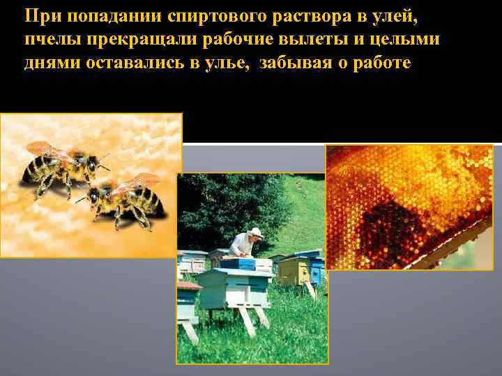 При попадании спиртового раствора в улей, пчелы прекращали рабочие вылеты и целыми днями оставались
