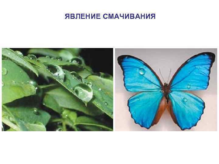 ЯВЛЕНИЕ СМАЧИВАНИЯ 