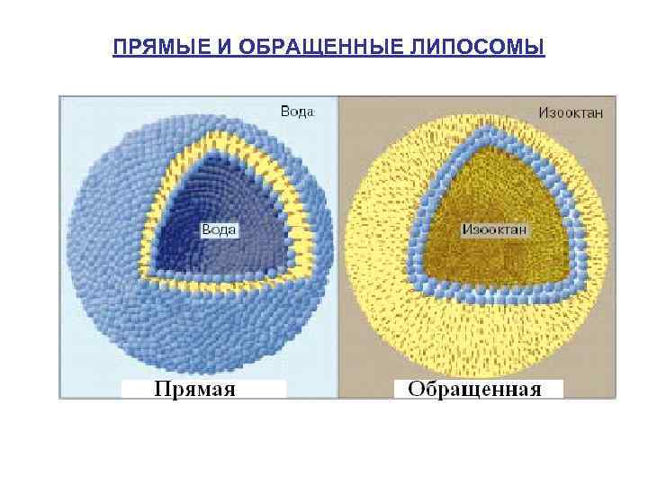 ПРЯМЫЕ И ОБРАЩЕННЫЕ ЛИПОСОМЫ 