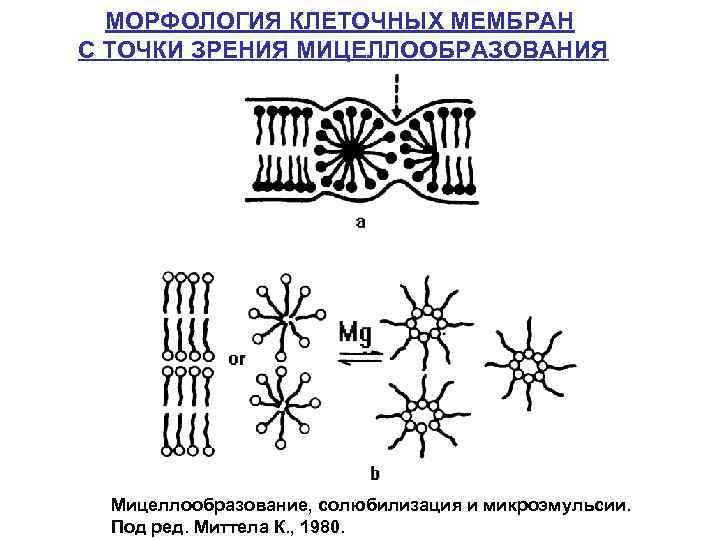 МОРФОЛОГИЯ КЛЕТОЧНЫХ МЕМБРАН С ТОЧКИ ЗРЕНИЯ МИЦЕЛЛООБРАЗОВАНИЯ Мицеллообразование, солюбилизация и микроэмульсии. Под ред. Миттела