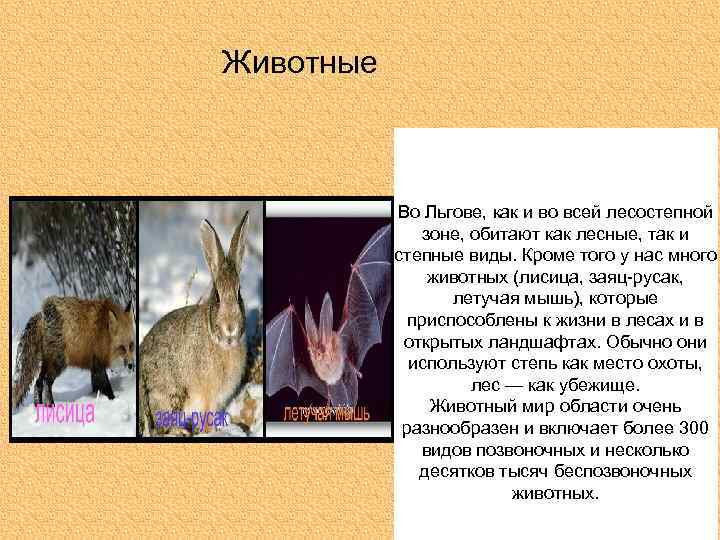 Животные Во Льгове, как и во всей лесостепной зоне, обитают как лесные, так и