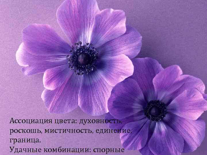 Ассоциация цвета: духовность, роскошь, мистичность, единение, граница. Удачные комбинации: спорные 